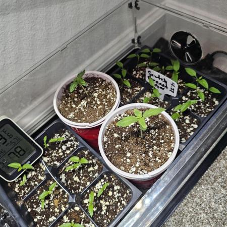 Runtz & Zkittlez Closet Grow