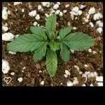 First Grow - 110litre 'space bucket'