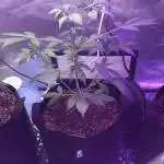 Grow Journal