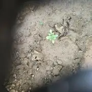 Moby dick 2x outdoor