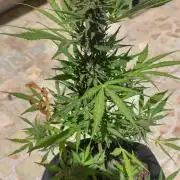 Black berry fast buds #1