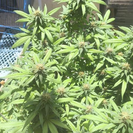 2x custom seed . Outdoor