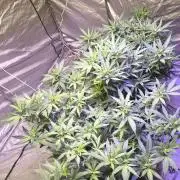 Super lemon haze