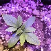 Black cherry panch #1 outdor