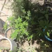 Lemon blinborn #1