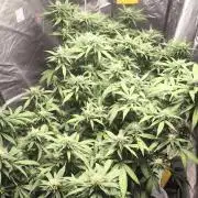 Super lemon haze
