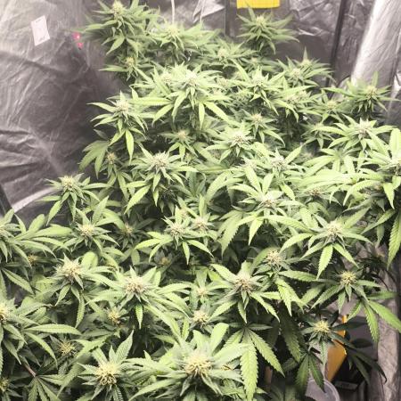 Super lemon haze