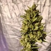 Black berry fast buds #1
