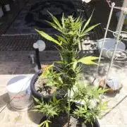 Black berry fast buds #1