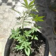 Black cherry panch autoflower #1 outdor