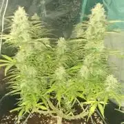 Fastbud bruce banner #1 indoor