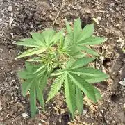Lemon orange outdoor