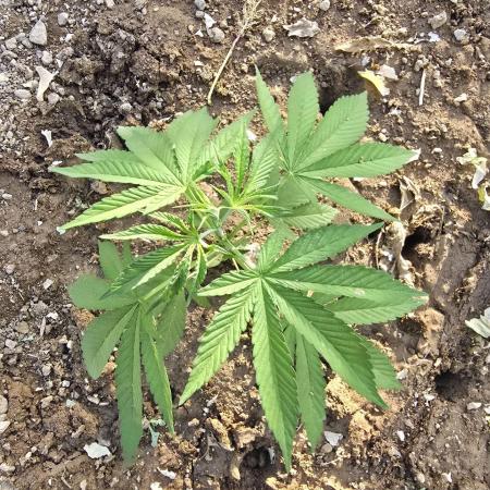 Lemon orange outdoor