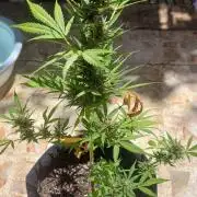 Black berry fast buds #1
