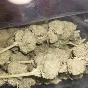 Critical kish royal Queen #1 outdoor
