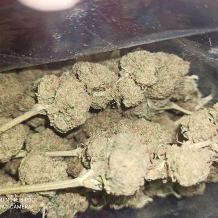 Critical kish royal Queen #1 outdoor