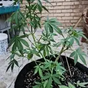 Black cherry panch autoflower #1 outdor