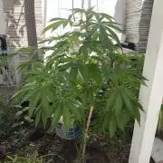 Lemon blinborn #1