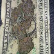 Fast buds #2 autoflowers