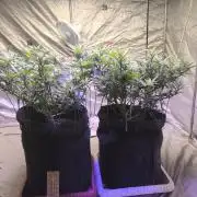 Super lemon haze