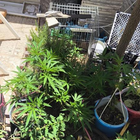 2x custom seed . Outdoor