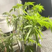 Lemon blinborn #1