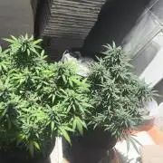Super lemon haze