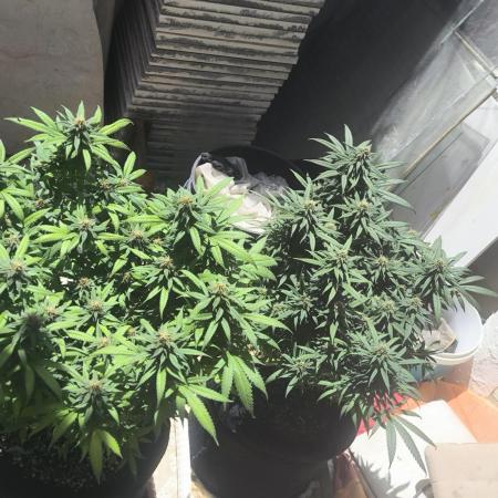 Super lemon haze