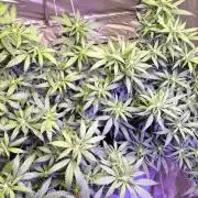 Super lemon haze
