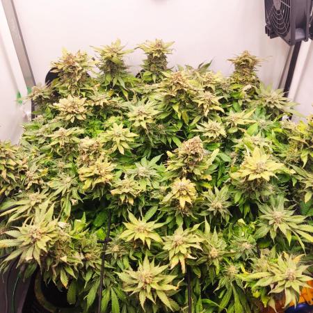 1 Pellezino cookies roomsize 0.35m²