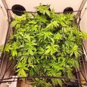 1 Pellezino cookies roomsize 0.35m²