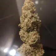 1 Pellezino cookies roomsize 0.35m²