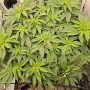 1 Pellezino cookies roomsize 0.35m²