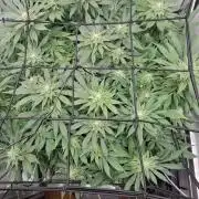 1 Pellezino cookies roomsize 0.35m²