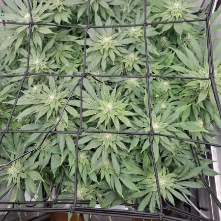 1 Pellezino cookies roomsize 0.35m²