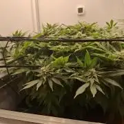 1 Pellezino cookies roomsize 0.35m²