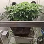 1 Pellezino cookies roomsize 0.35m²