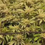 1 Pellezino cookies roomsize 0.35m²