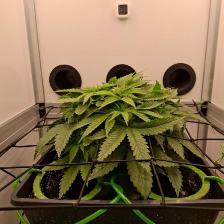 1 Pellezino cookies roomsize 0.35m²