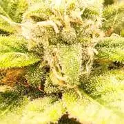 1 Pellezino cookies roomsize 0.35m²