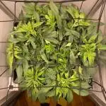 1 Pellezino cookies roomsize 0.35m²