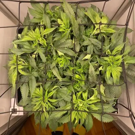 1 Pellezino cookies roomsize 0.35m²