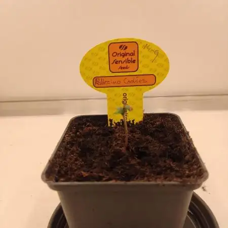 1 Pellezino cookies roomsize 0.35m²