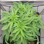 1 Pellezino cookies roomsize 0.35m²
