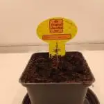 1 Pellezino cookies roomsize 0.35m²