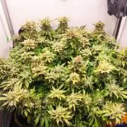 1 Pellezino cookies roomsize 0.35m²