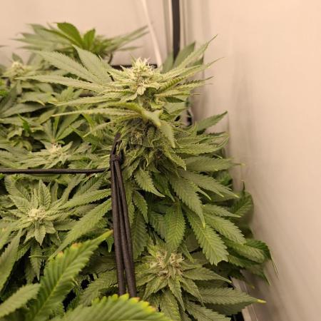 1 Pellezino cookies roomsize 0.35m²