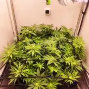 1 Pellezino cookies roomsize 0.35m²