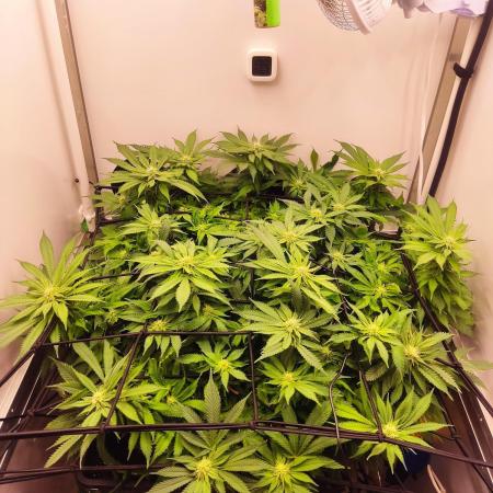 1 Pellezino cookies roomsize 0.35m²