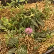 XXX #20 x End Game #5 · No-Till ScrOG